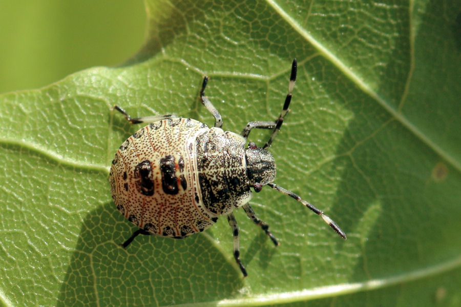 Rhaphigaster nebulosa, dalle uova al primo stadio di ninfa